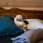 Dream