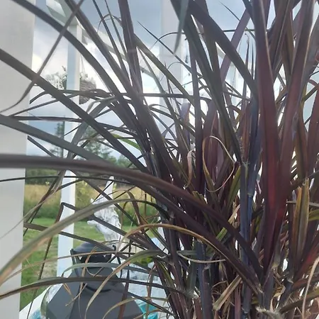 샬레 Dream 포로닌