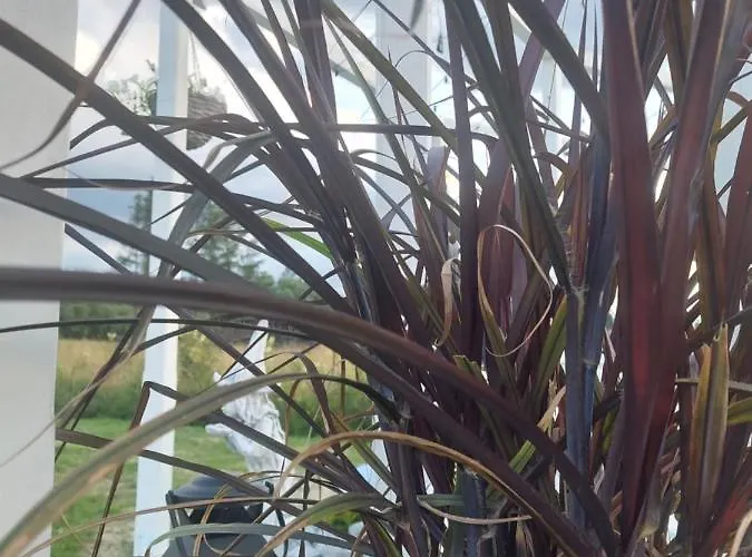 בקתה Dream פורונין